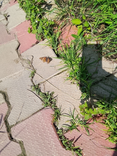 Painted Lady