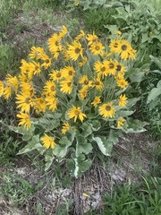 Balsamorhiza sagittata