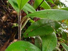 Ardisia villosa
