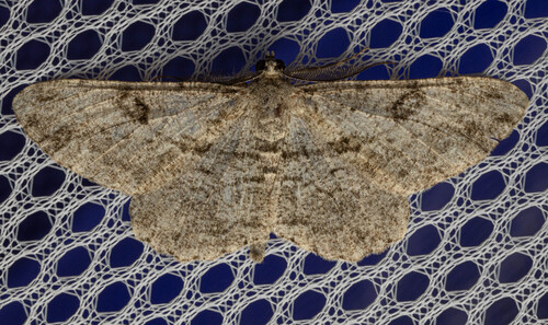 Willow Beauty