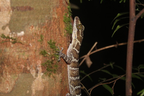 Cyrtodactylus consobrinus observed 2026-09-06