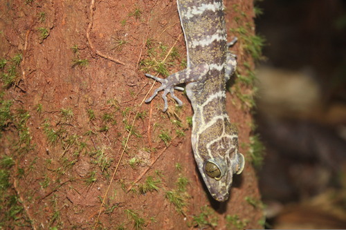 Cyrtodactylus consobrinus observed 2026-09-06