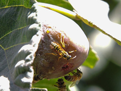 Polistes dominula