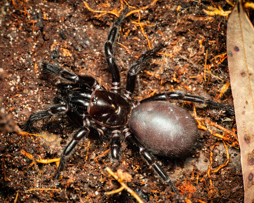 Sydney funnel-web spider