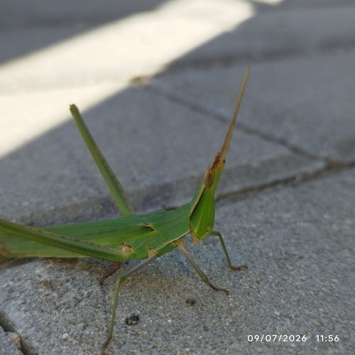 Mediterranean Slant-faced Grasshopper
