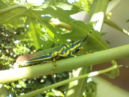 Painted Grasshopper