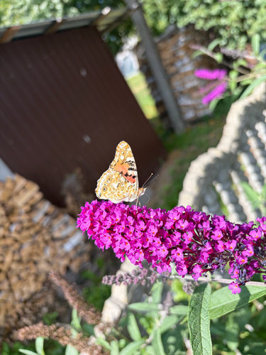 Painted Lady