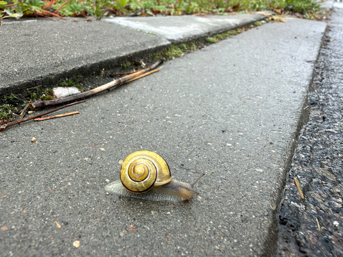 Brown-lipped Snail