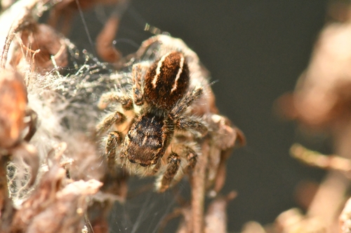 Red-bellied Jumping Spider