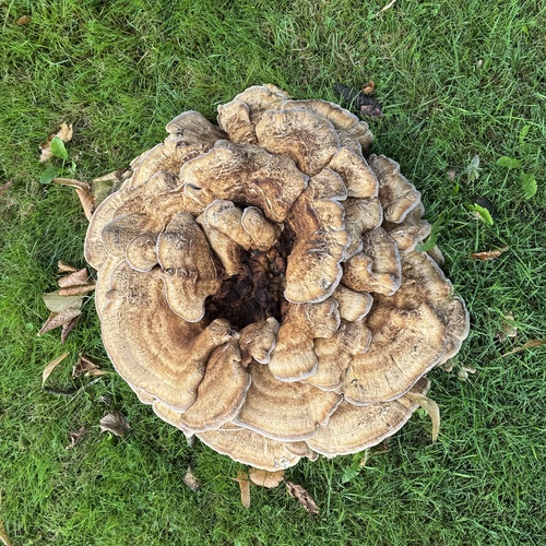 Giant Polypore
