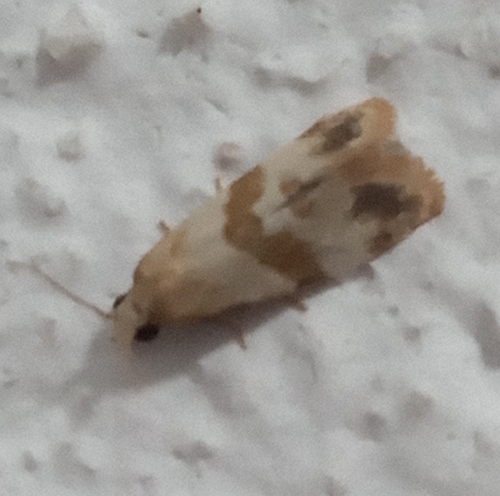 Phalonidia contractana