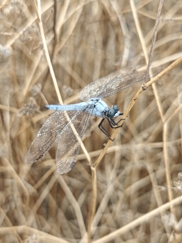 Southern Skimmer