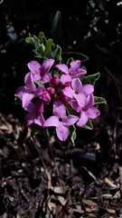 Daphne cneorum, photograph (c) Gabriele Vaudano, some rights reserved (CC BY)