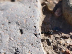 Acromyrmex lobicornis