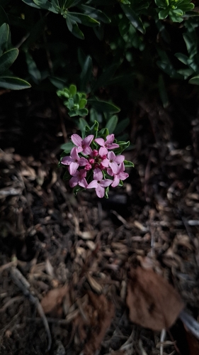 Daphne cneorum, photograph 6