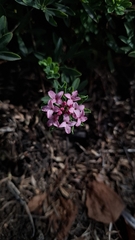 Daphne cneorum, photograph (c) Gabriele Vaudano, some rights reserved (CC BY)