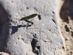 Acromyrmex lobicornis