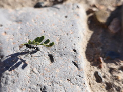 Acromyrmex lobicornis