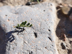 Acromyrmex lobicornis