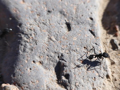 Acromyrmex lobicornis