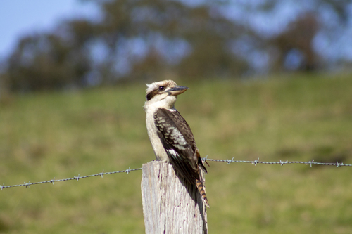 Laughing Kookaburra