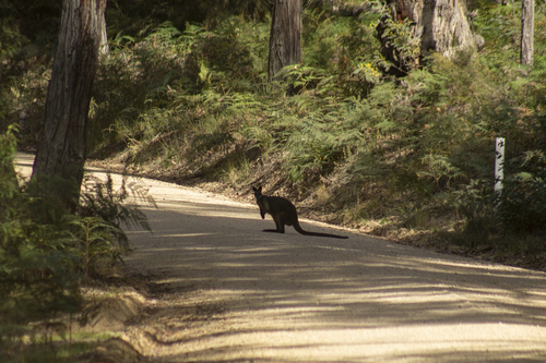 Swamp Wallaby