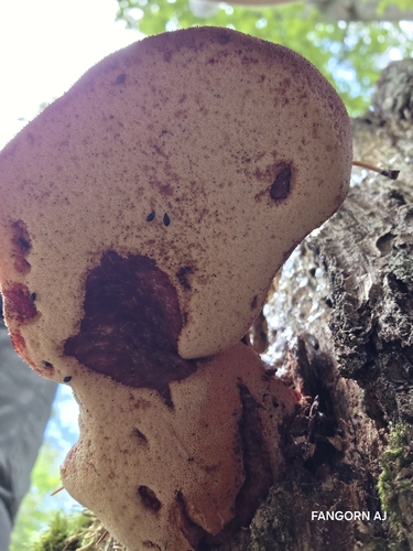 Beefsteak Polypore