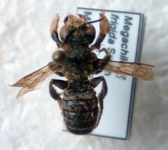 Megachile frigida