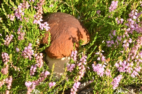 King Bolete