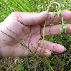 Microseris laciniata