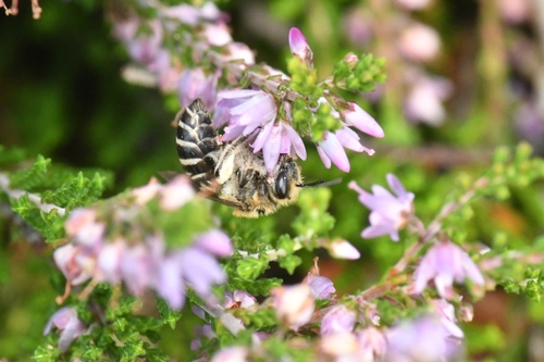 Heather Cellophane Bee