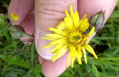 Microseris laciniata