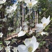 Pacific Dogwood - Photo (c) Leah Gardner, some rights reserved (CC BY-NC), uploaded by Leah Gardner