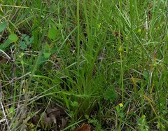 Microseris laciniata