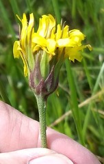 Microseris laciniata