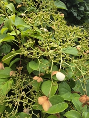 Hydrangea petiolaris