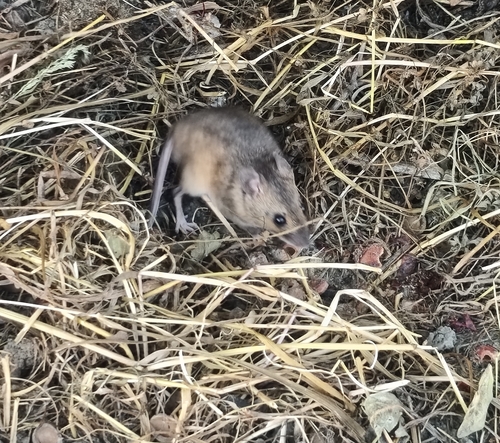 Steppe Field Mouse
