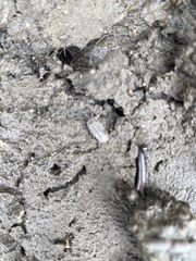 Armadillidium nasatum