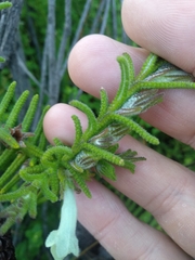 Chloanthes stoechadis