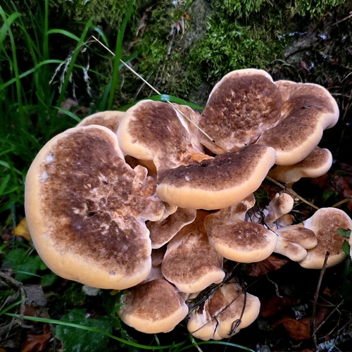 Giant Polypore