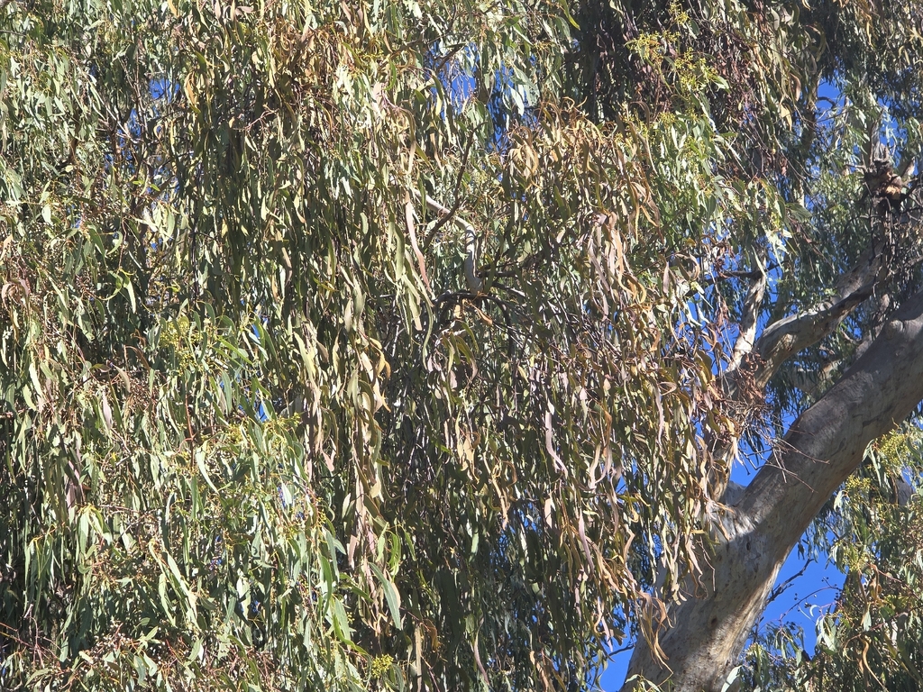 Amyema miquelii; photograph (c) Josh, some rights reserved (CC BY)