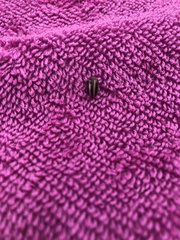 Calligrapha californica