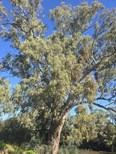 Amyema miquelii, photograph 4