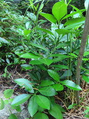 Citrus × microcarpa