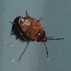 Cryphula trimaculata