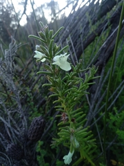 Chloanthes stoechadis