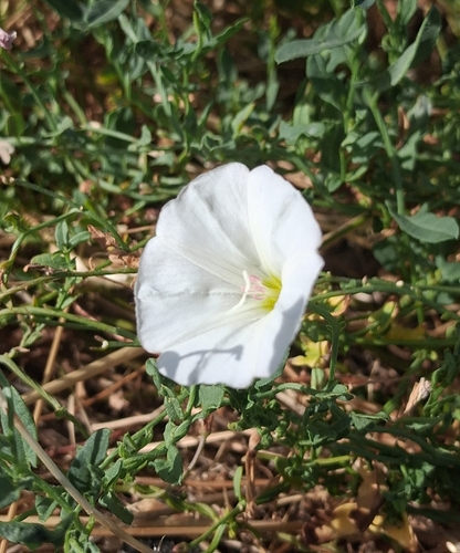 field bindweed