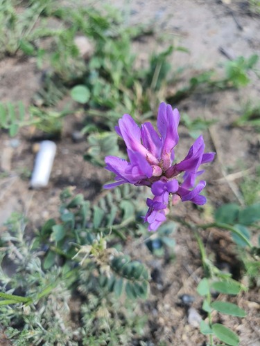 Astragalus laxmannii, photograph 4