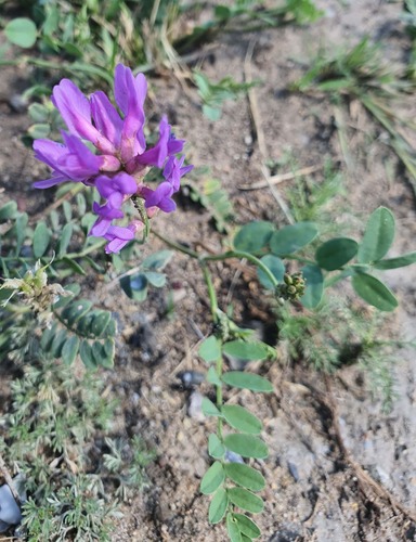 Astragalus laxmannii, photograph 3