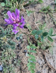 Astragalus laxmannii, photograph (c) Urgamal Magsar, some rights reserved (CC BY)